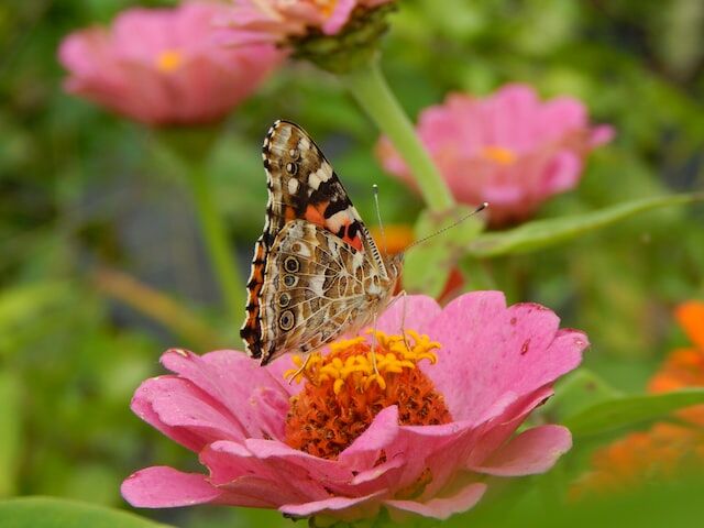 Explore the Beauty of Nature: A Guide to Understanding Different Garden Types